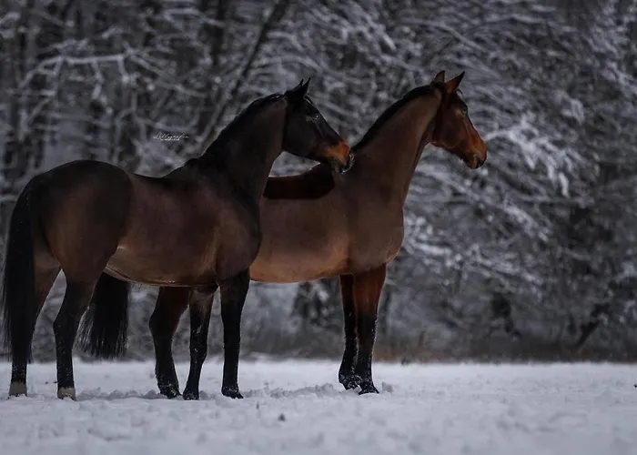 Der Perfekte Ausgangspunkt Apartman