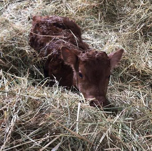 Der Perfekte Ausgangspunkt Apartman Konigerode